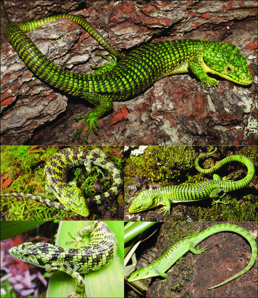 Abronia Graminea