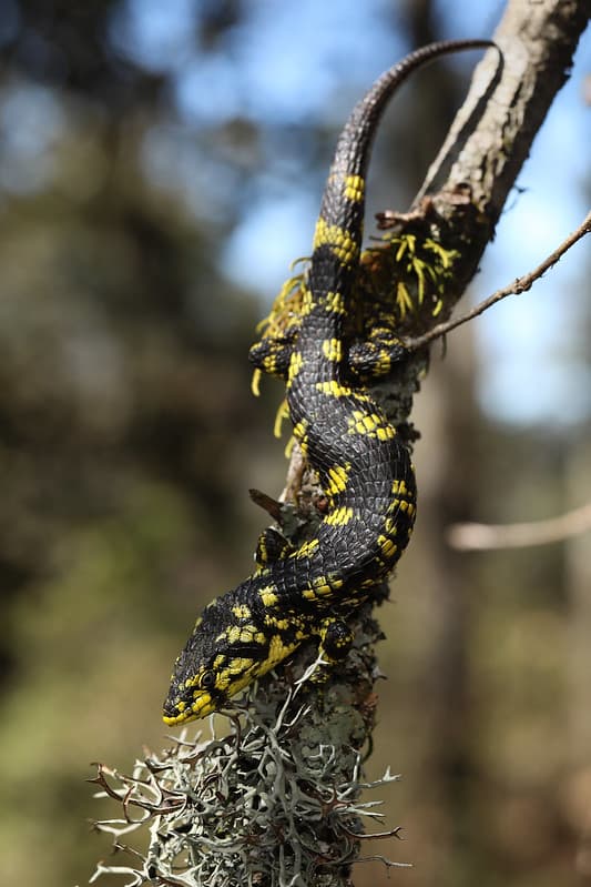 Buy Abronia Teaniata