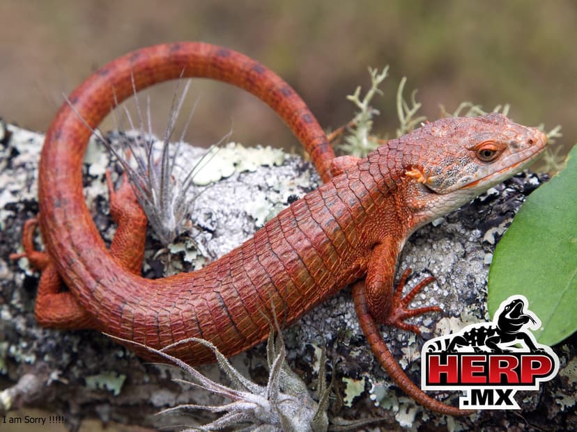 Abronia ochoterenai: Ochoterena's Arboreal Alligator Lizard