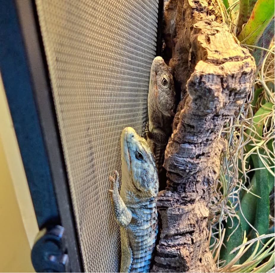 Abronia lythrochila breeding pair