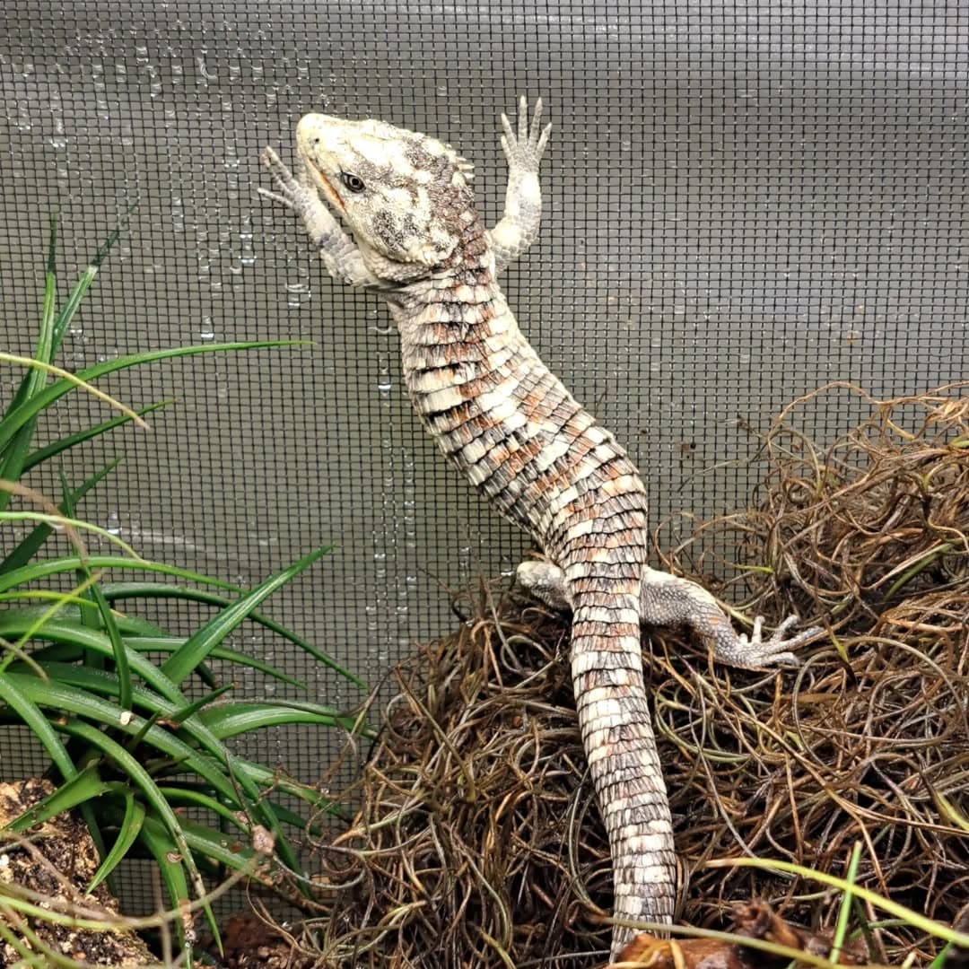 Abronia lythrochila breeding pair