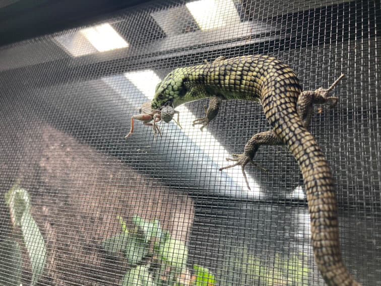 Abronia Tainiata pair