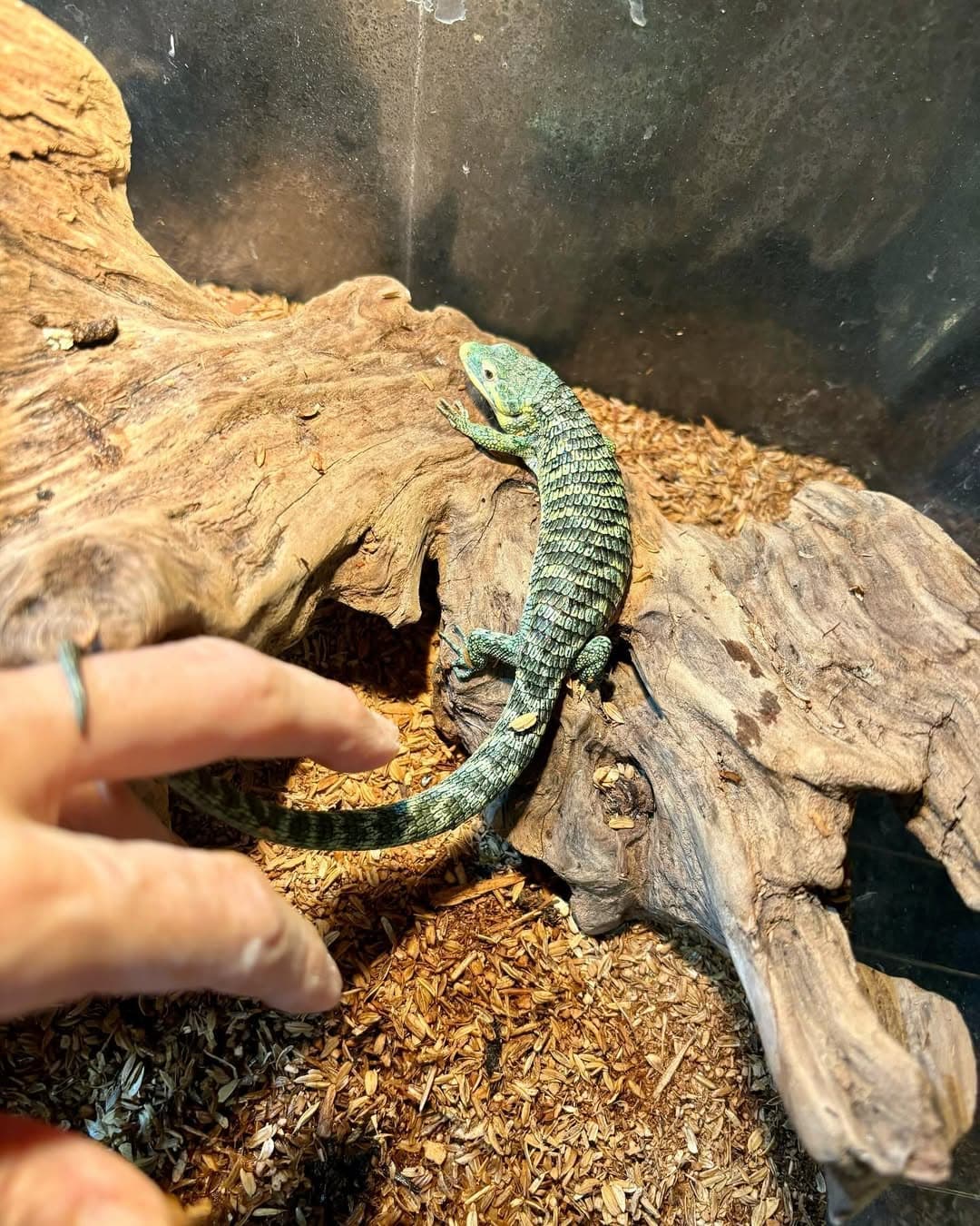 Adult Male Abronia vasconcelosii – Captive-Bred Subadult