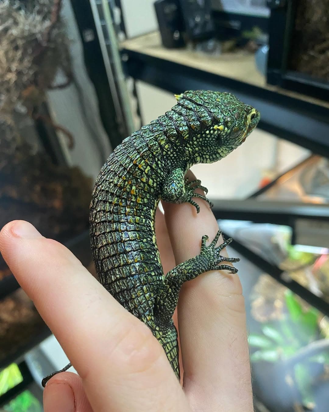 Abronia smithi – Captive-Bred Subadult Male